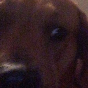 Meet your Posher, Harley